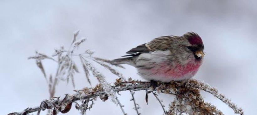 Zapraszamy wszystkich miłośników przyrody w dniu 28 stycznia 2018 r. (niedziela) na wycieczkę ornitologiczną…
